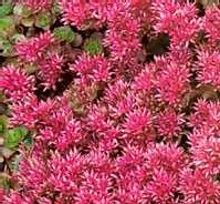 Sedum couvre sol